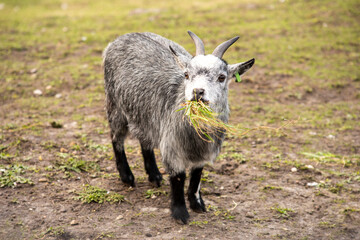 Grass-eating goat on a grassy field