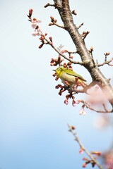 メジロと寒桜