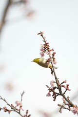 メジロと寒桜