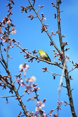 メジロと寒桜