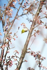 メジロと寒桜