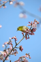 メジロと寒桜