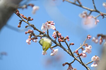 メジロと寒桜