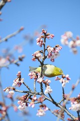 メジロと寒桜