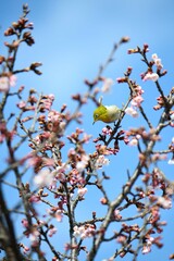 メジロと寒桜
