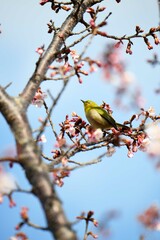 メジロと寒桜