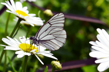 butterfly, flower, insect, nature, summer, macro, animal, garden, spring, plant, wildlife, wings, flowers, fly, colorful, beautiful, orange, beauty, butterflies, color, meadow, fauna, close-up, insect