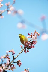メジロと寒桜
