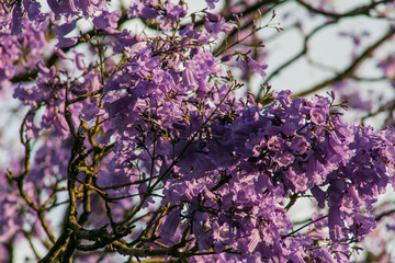 Spring Jacarandas