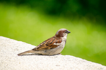 Sparrow on a green background