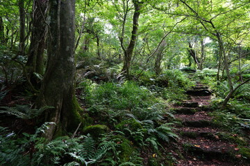 primeval forest and refreshing sunlight
