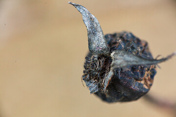 Obraz premium Close up of a dead rose hip