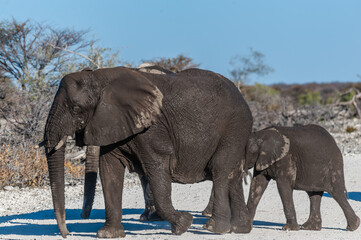 A herd of African Elephants passing along an unpaved country road in Namibia