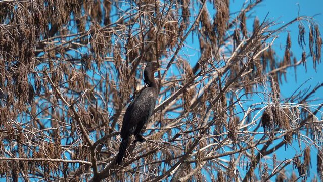 Close up shot of wild Black Cormorant Perched on branch of Tree and looking around - Beautiful sunny day in autumn with blue sky in background