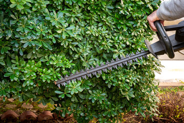 Gardener pruning hedge bush with electric mower in the garden. Spring, gardening, landscape design,...