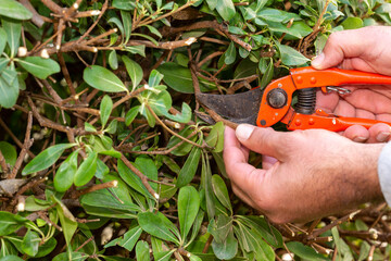 Gardener pruning bush branches in the garden. Trim the branches of hedge plant with the orange secateurs. Spring, agriculture, gardening concept.