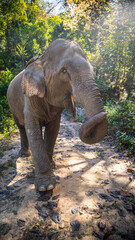 Fototapeta na wymiar elephant in wild