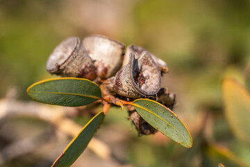 Fruit of Eucalyptus Preissiana (Bell fruited mallee). Eucalyptus Preissiana after flowering. 