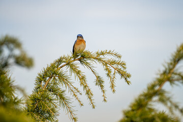 Western bluebirds (Sialia mexicana) perched on a tree branch. Wildlife photography.