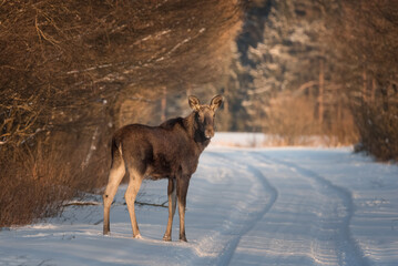 Winter picturesque landscape. A female moose comes out of the forest onto the road. Elk close-up in full growth stood on the road and carefully looks into the camera. Hunting season.