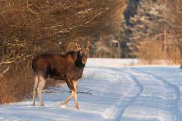 Fototapeta na wymiar Winter sunny day. A young moose cow comes out of the forest onto the road. Close-up. The animal stands in profile and looks directly into the camera. Hunting season. Trophy.