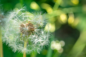 Dandelion close-up. Fluffy dandelion seeds in the morning sunlight on a fresh green background