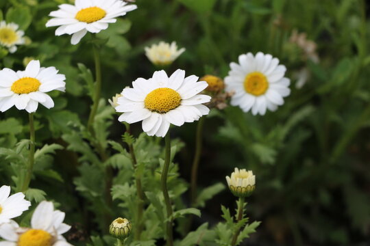 Beautiful white daisies in a garden.