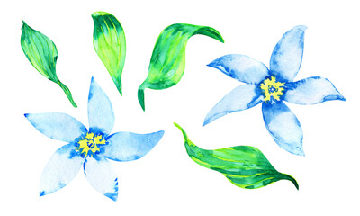 Watercolor jasmine flowers and leaves, set isolated on white 