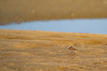 Kentish plover walking in search of food