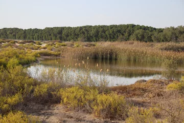 Gordijnen Pond in the wetland reserveof Abu dhabi, in UAE.  view like a forest © Baskaran