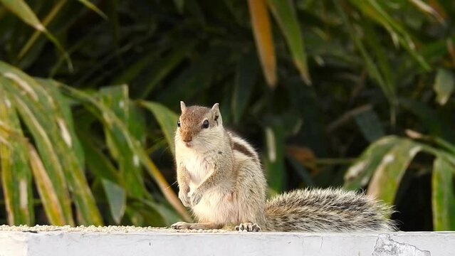 An Indian palm sqThe Indian palm squirrel eating on grains. Palm squirrel or three-striped palm squirrel (Funambulus palmarum) is a species of rodent in the family Sciuridae found naturally in India