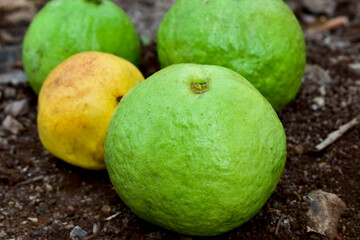 Fresh guava on the ground. organic guava garden.
