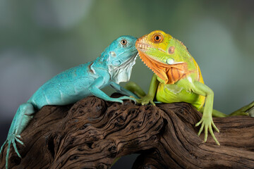 The Blue Iguana and Red Iguana juvenile posing in a conservation area.