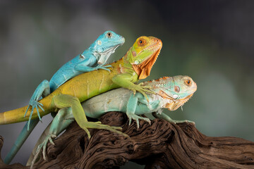 The Blue Iguana, Red Iguana, and Blue Red Iguana juvenile posing in a conservation area.