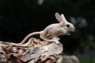 The Long-eared Jerboa (Euchoreutes naso) hiding on bokeh background.