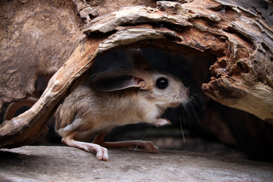 The Long-eared Jerboa (Euchoreutes naso) hiding in a wooden hole on wood.