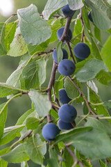 Thorn bushes and berries