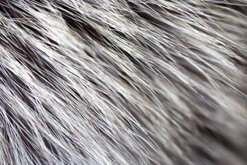 Black fox fur close up. Background of gray animal fur chinchilla, texture of fur pile. Eco-wool, eco-leather artificial fur.