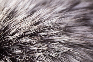 Black fox fur close up. Background of gray animal fur chinchilla, texture of fur pile. Eco-wool, eco-leather artificial fur.