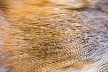 Fox fur close up. Redhead animal fur background, fur pile texture. Eco-wool, eco-leather artificial...