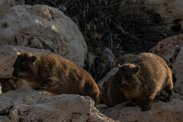 two wild damans on the rocks