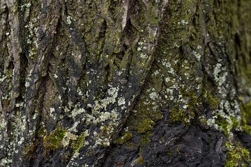 Natural texture of tree bark. Old tree trunk close-up. Natural wood background with bark patterns.
