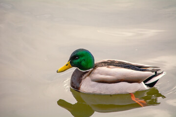 Mallard, Mallard, Mallard duck - a species of large water bird from the duck family.