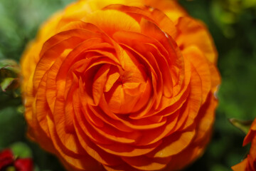 A deep orange Persian Buttercup  ; overhead view ; close up