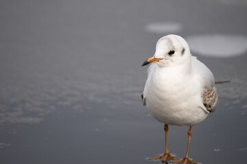 Möwe auf Eis