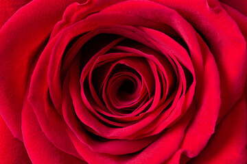 Beautiful red rose flower background top view. Macrophotography of rose flower head.