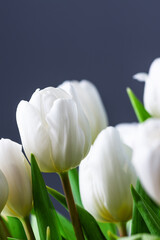 White tulips over blue background. Spring tulip flowers background. Flower postcard.