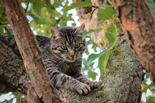 Portrait of a gray brown European tabby shorthair cat climbing in tree looking alert and curious. Cat sits in the tree and watches. 