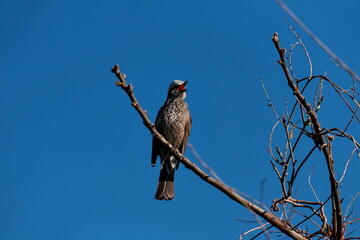 青空の下で木に留まって鳴く野鳥

