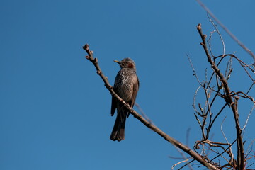 青空の下で木に留まって鳴く野鳥